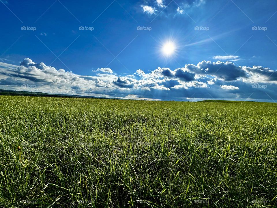 Beautiful grass meadow in the prairies 