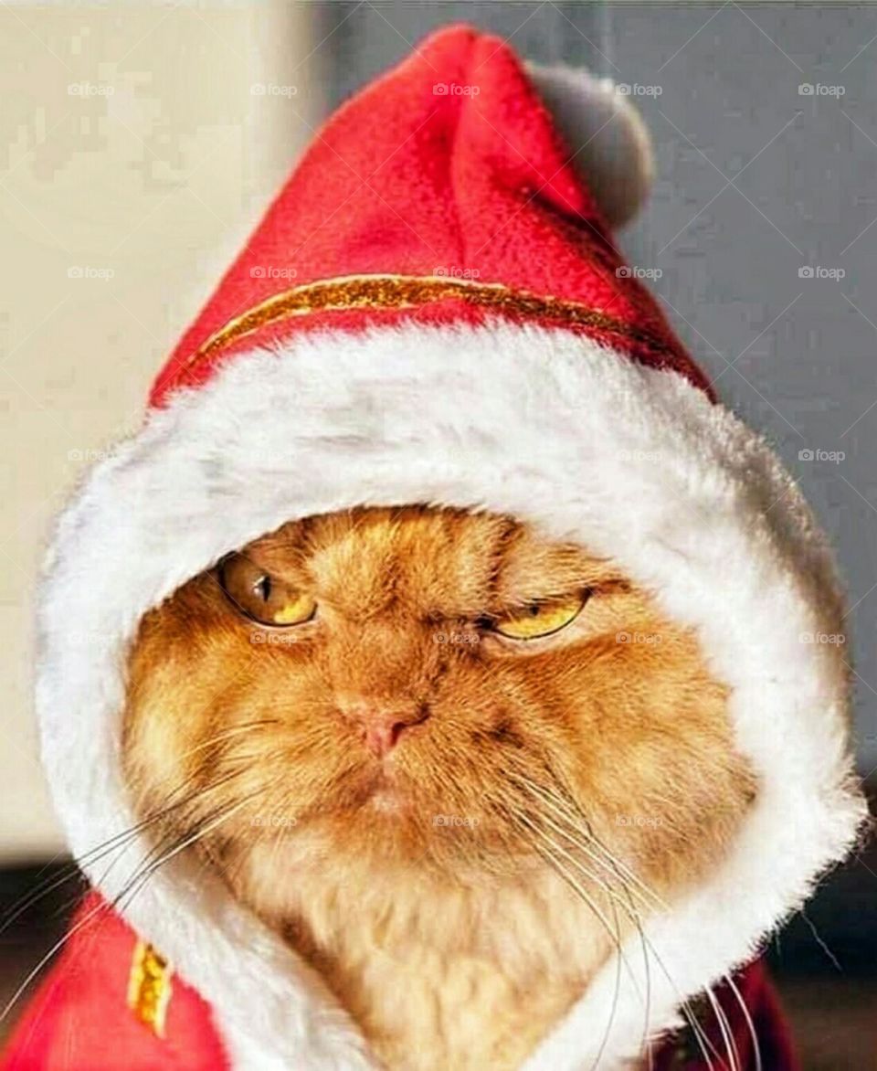 Santa Claus cat