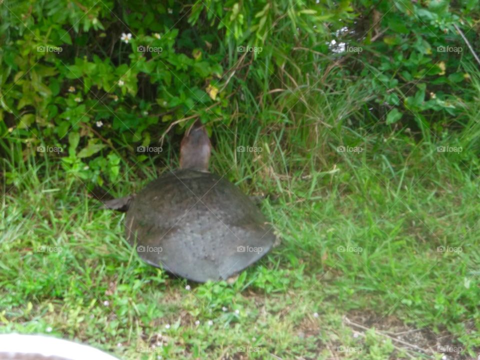 Big turtle in wet green land