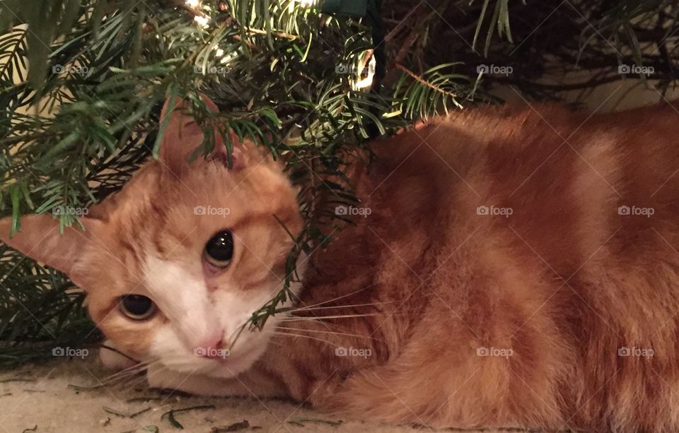 Minnie checking out the Christmas tree 