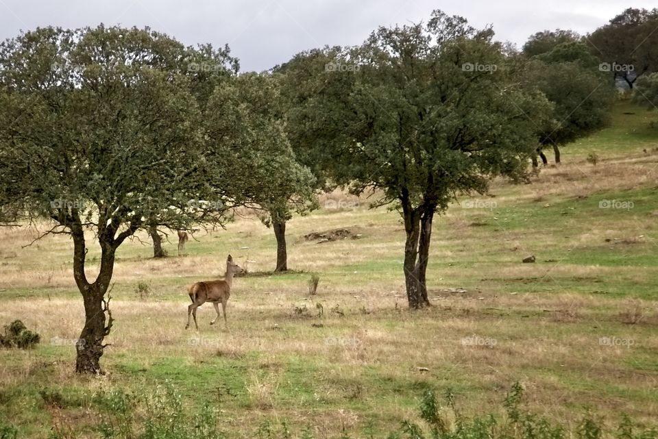 Deer in freedom in the pasture