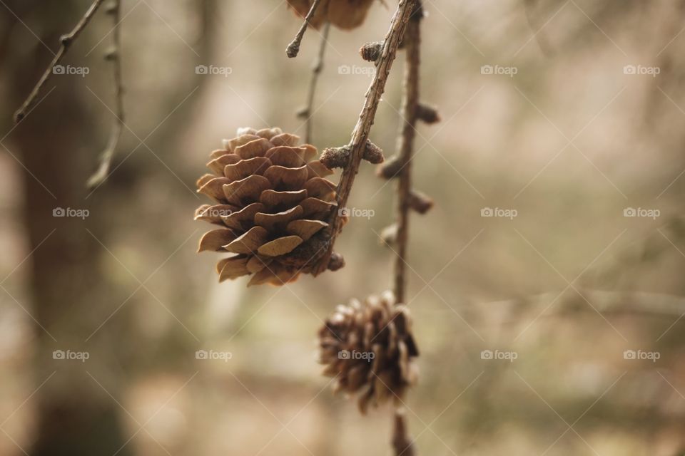 Little Pine Cones ... in the middle of the forest 