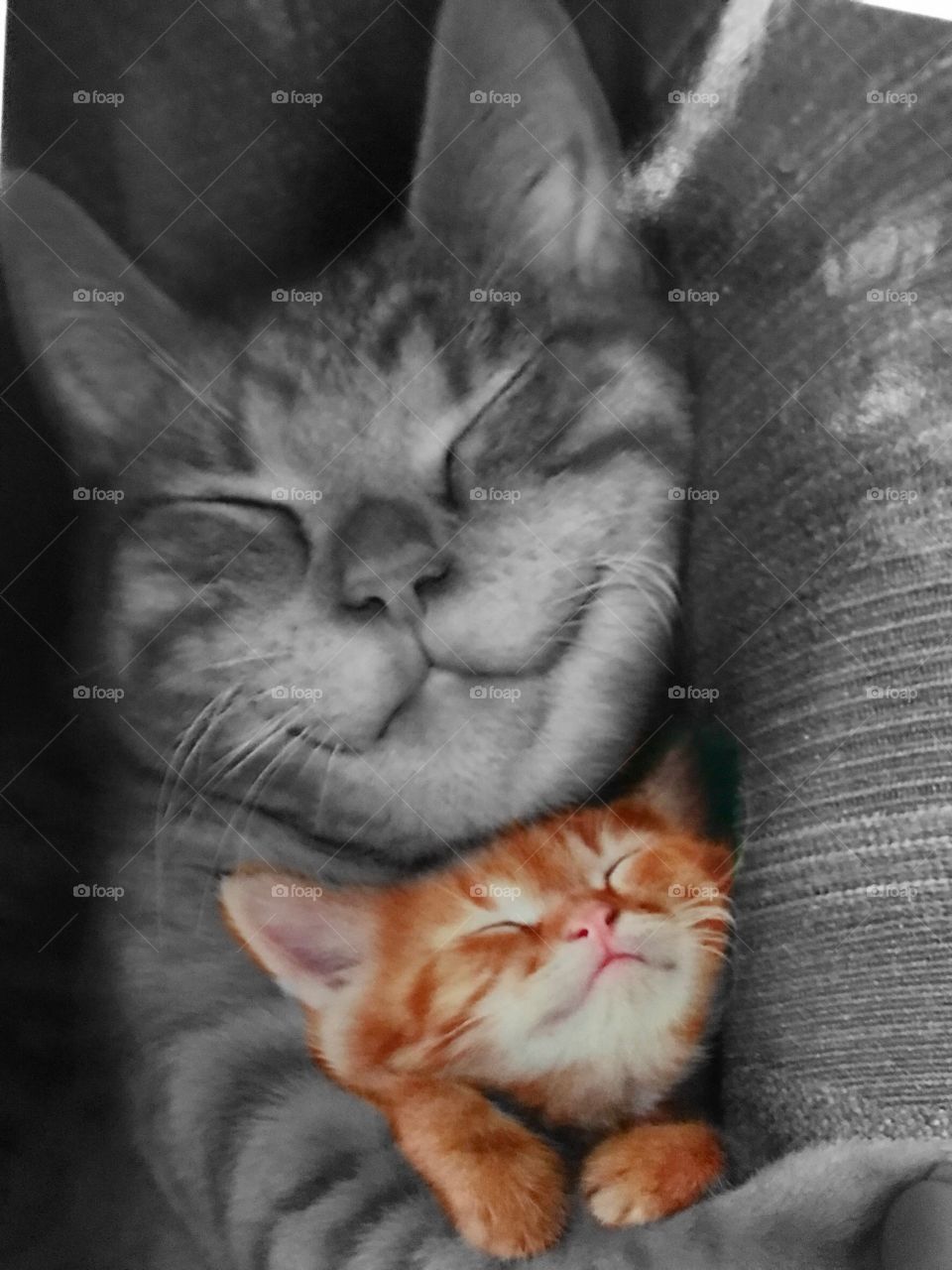 Happy Cat and Kitten