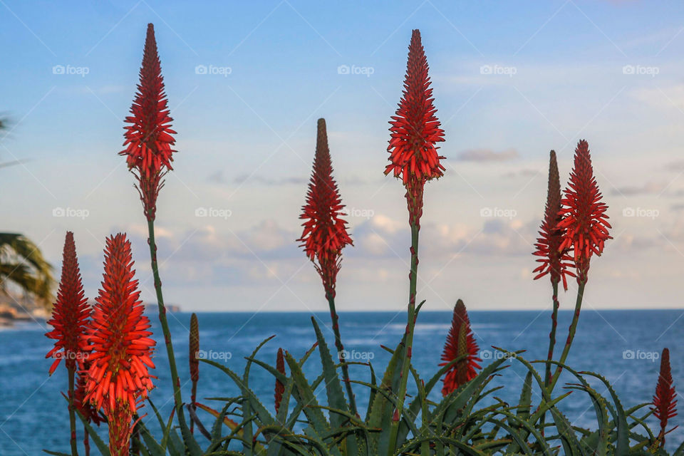 Beautiful flowers overlooking the ocean.