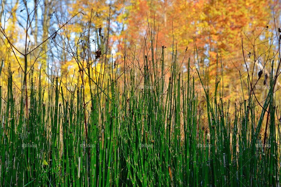 Bamboo Autumn