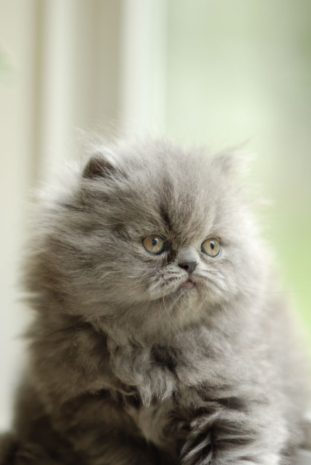 Close-up of ragdoll cat