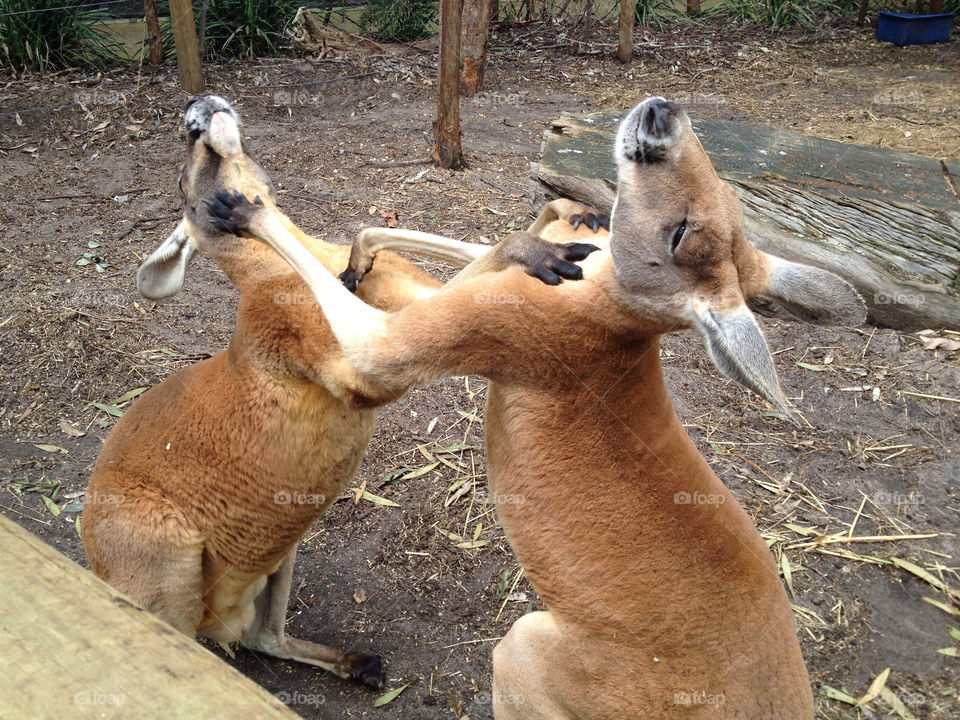 west australia kangaroo fight buck flight by theshmoo