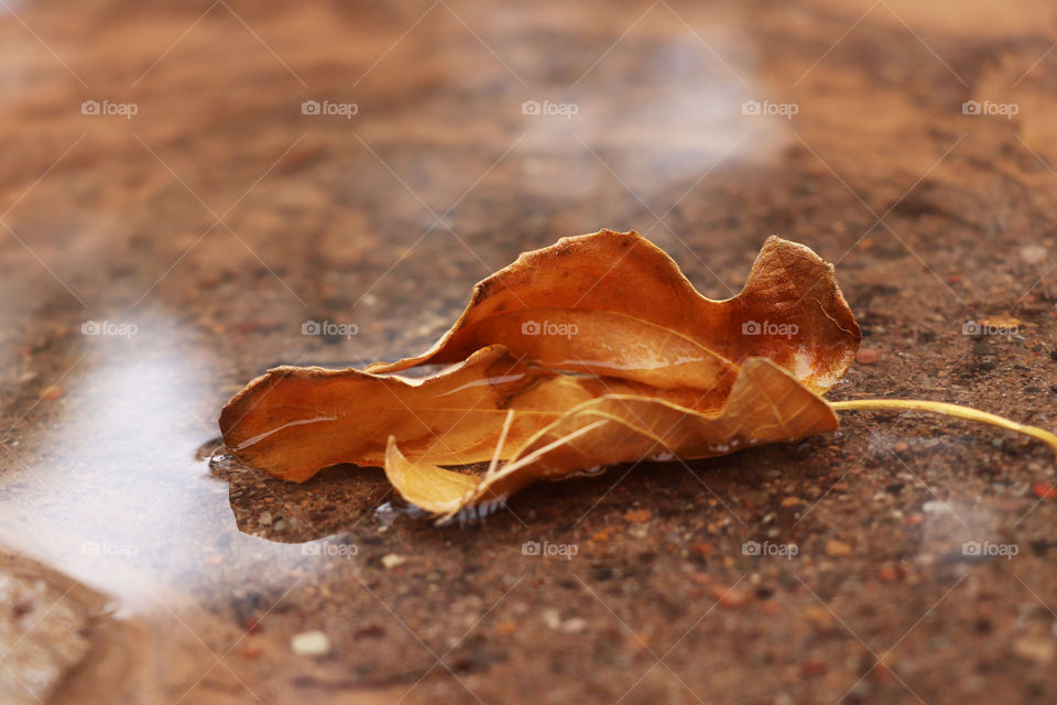 A fall leaf on water