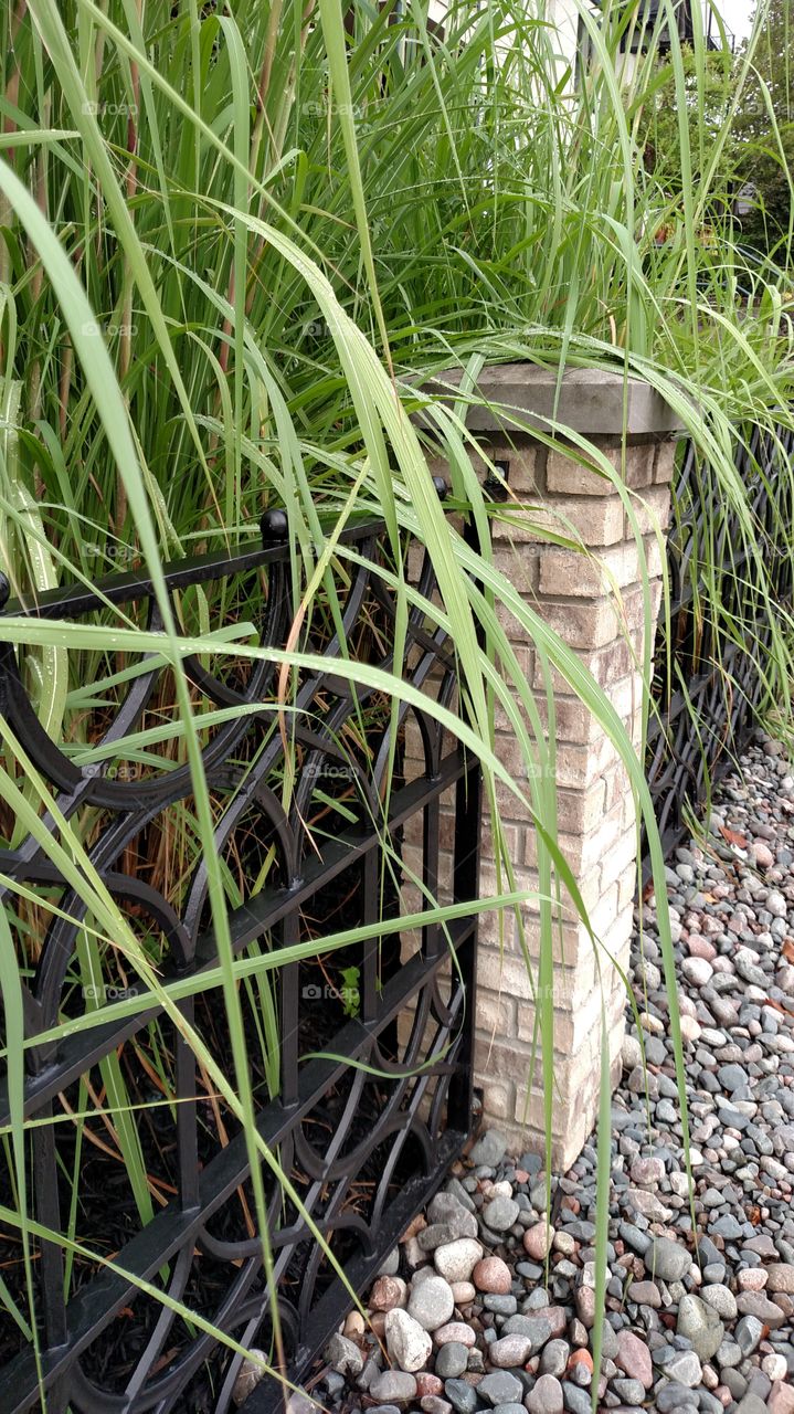 Grass, Flora, Nature, Garden, Leaf