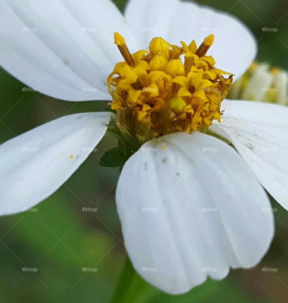 tiny white wildflower