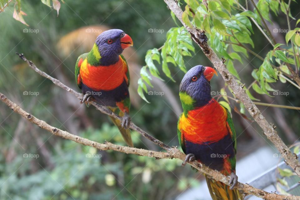 Lorakeet Pair