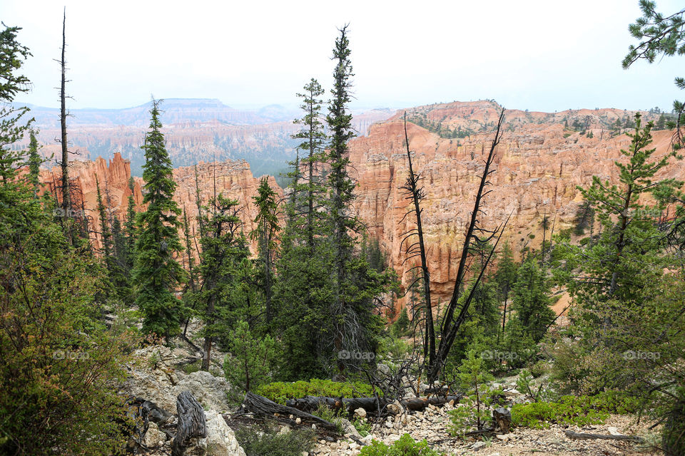 Trees in Bryce Canyon 