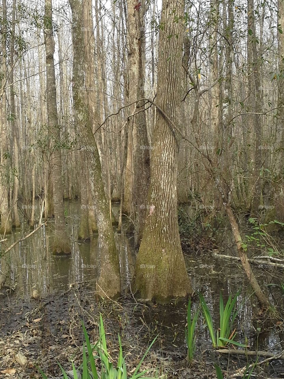 swamp 2