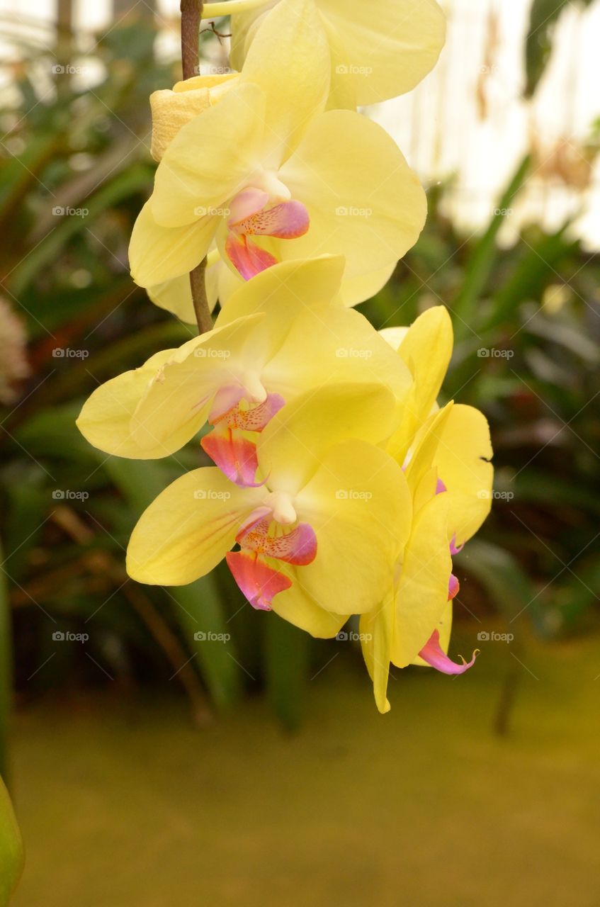 Yellow orchid 