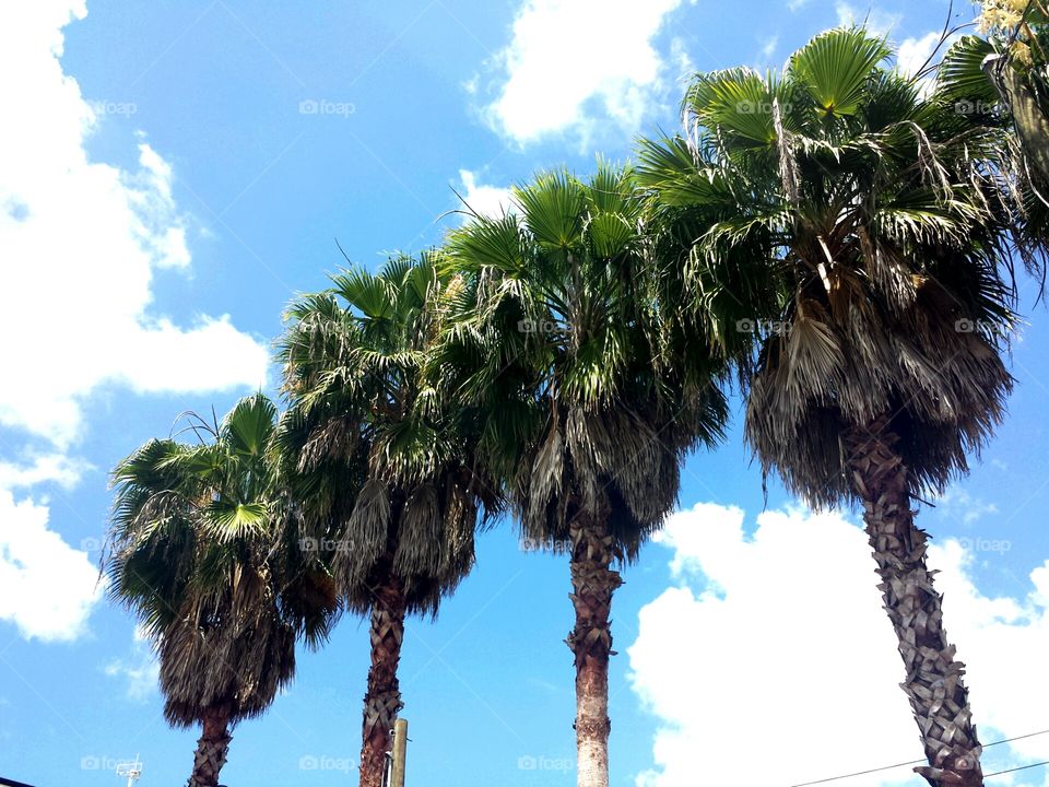 Palm Trees and sky