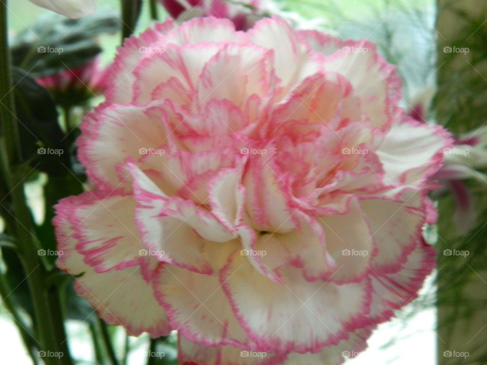 Closeup view of a pink and white carnation 