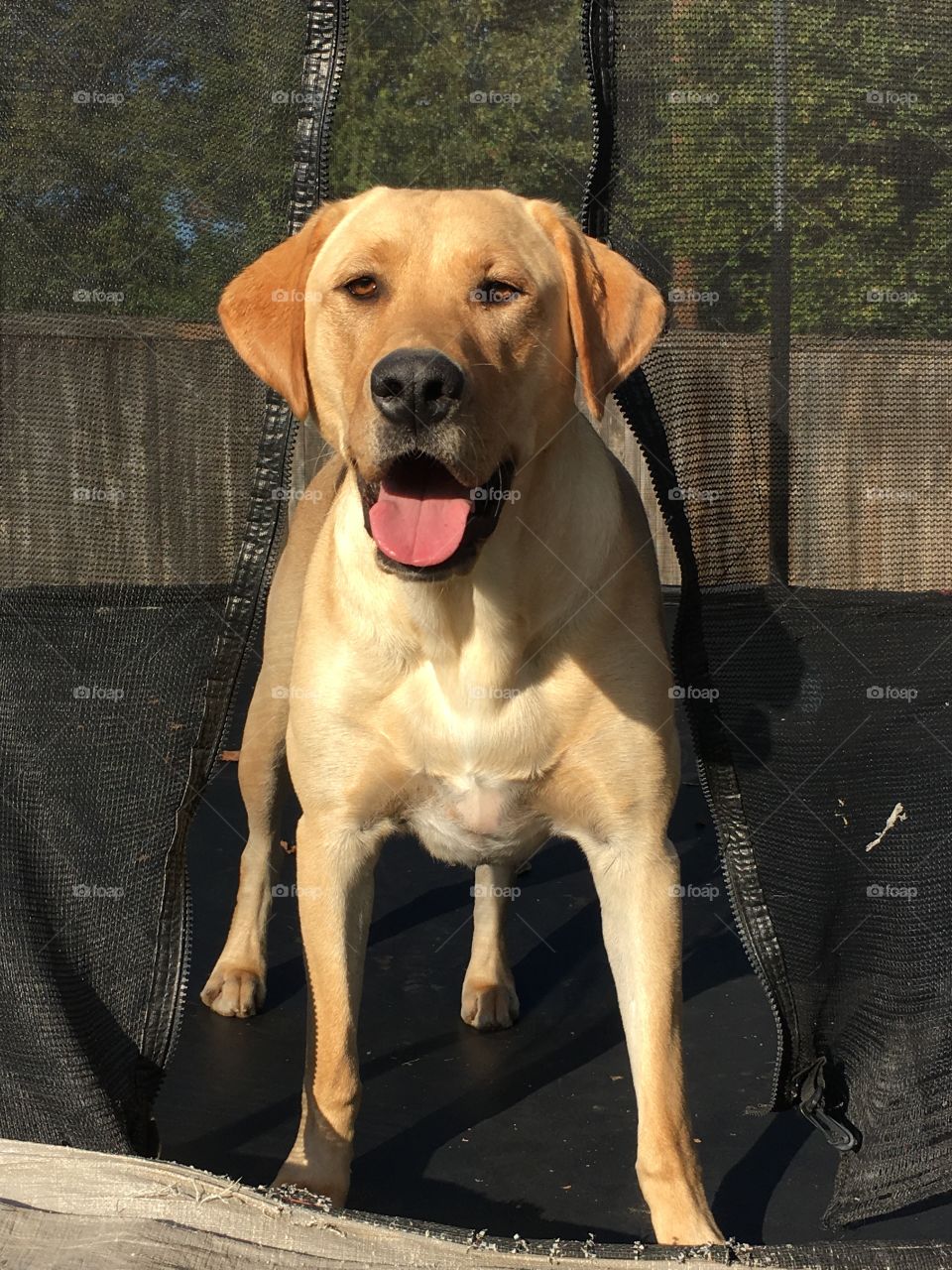 Labrador in trampoline 