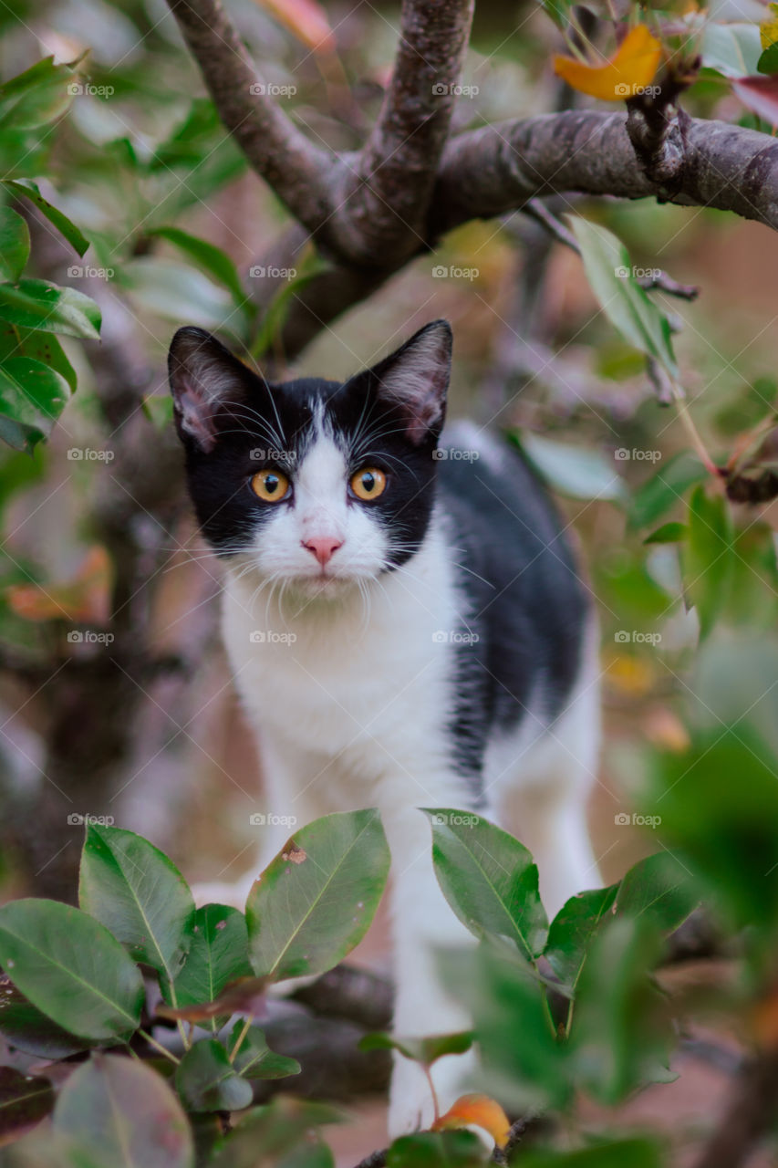 Black and White Short Hair Cat in a Pear Tree