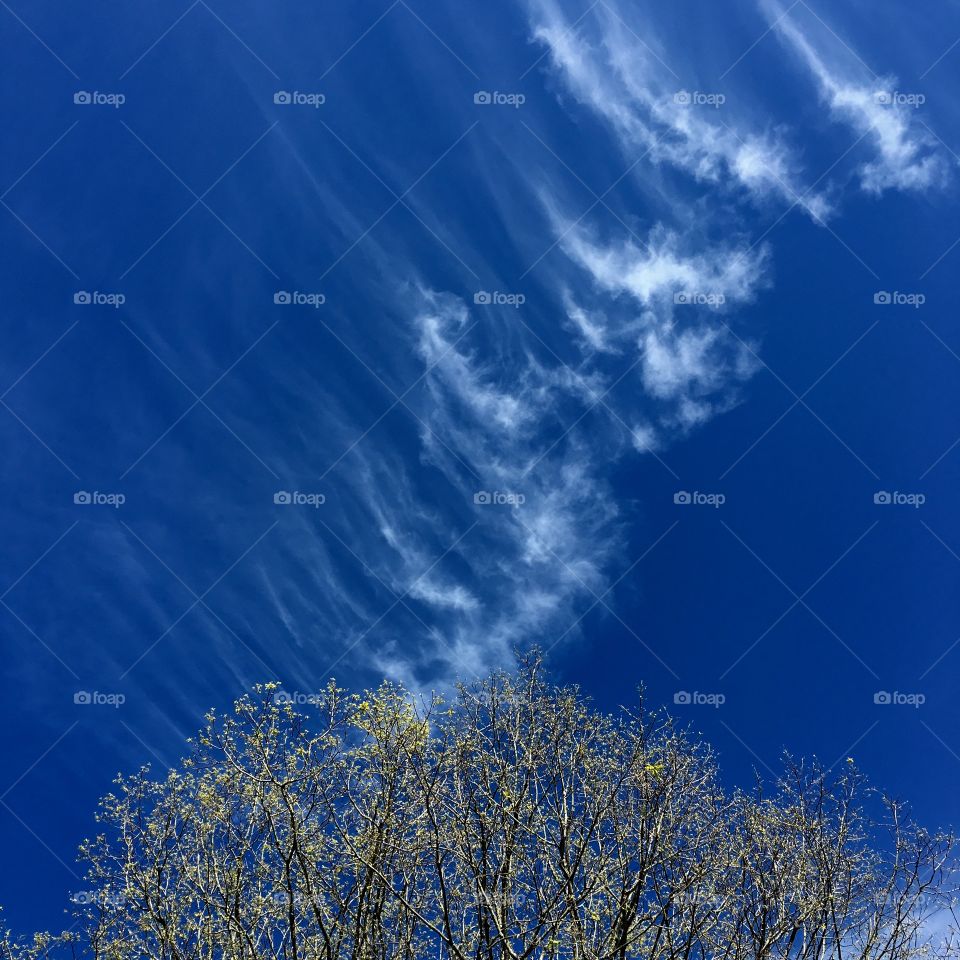 Clouds in blue sky over green tree top!