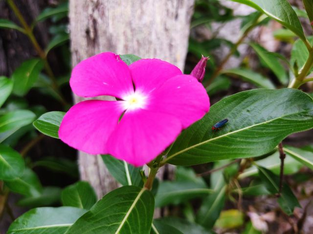 Flor rosa 🌺