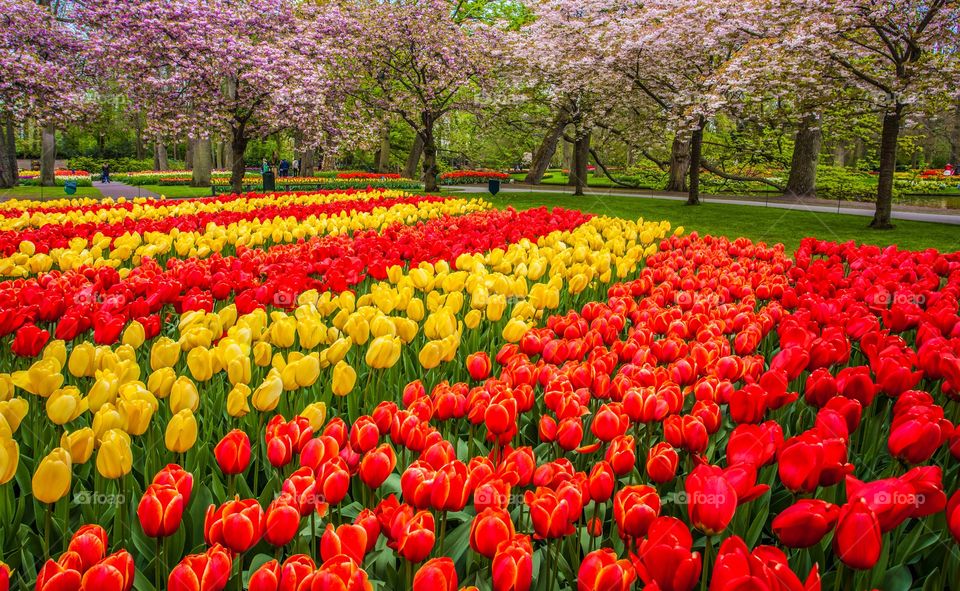 Keukenhof Colorful gardens