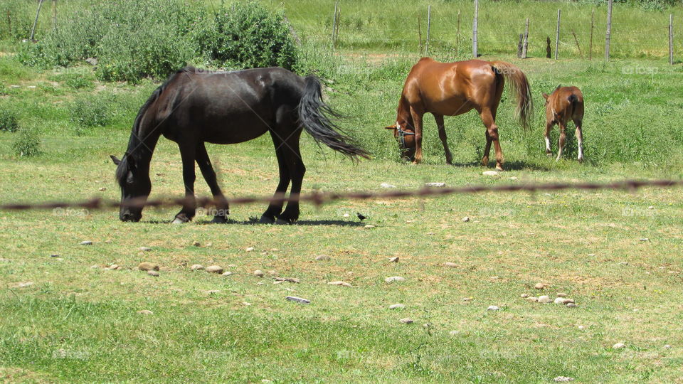 horses eating