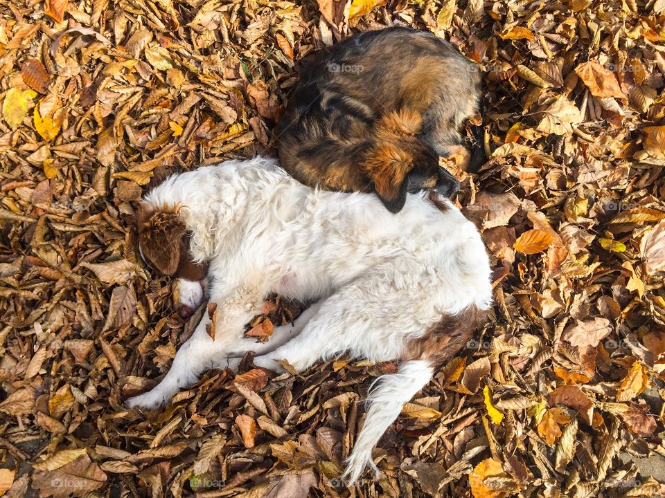 Two dogs sleeping together in pile of brown autumn leaves fallen on the ground 