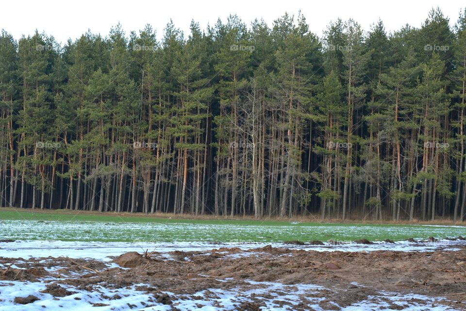 Water, Landscape, Wood, Tree, Nature