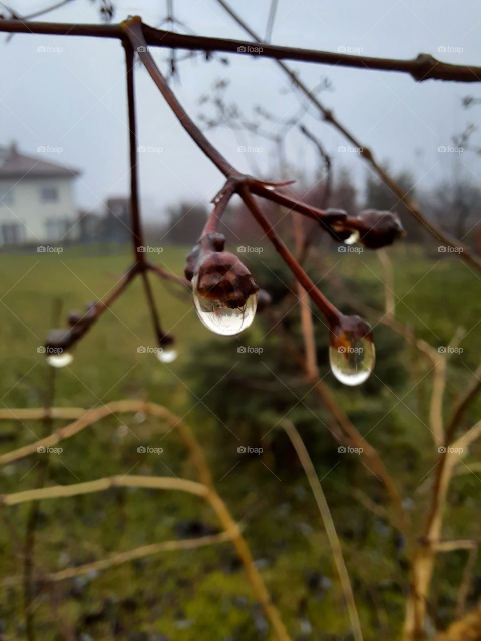 garden after rain - close-up of rain drops  with reflections at tips of twigs