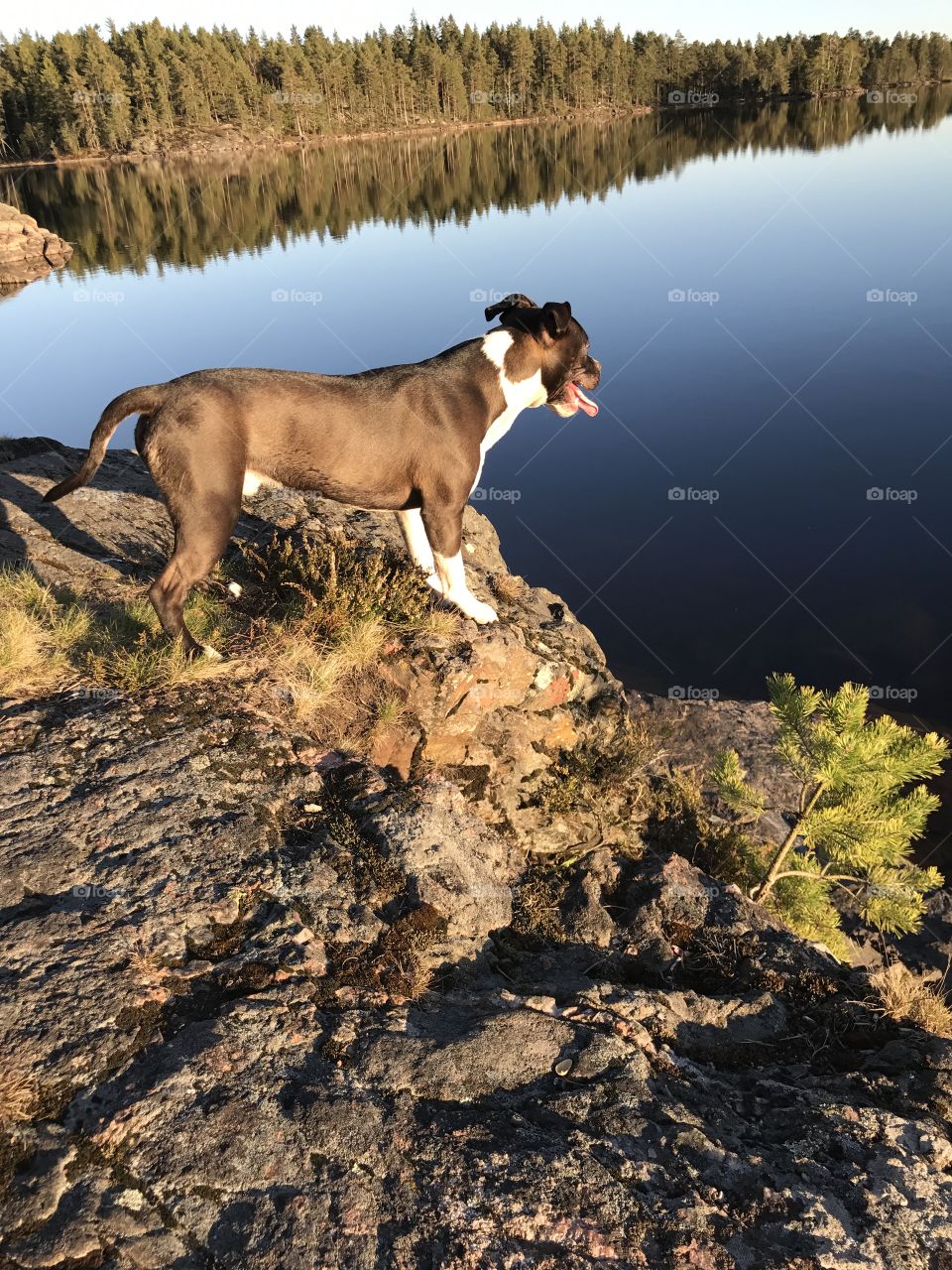 Dog mountain nature beauty