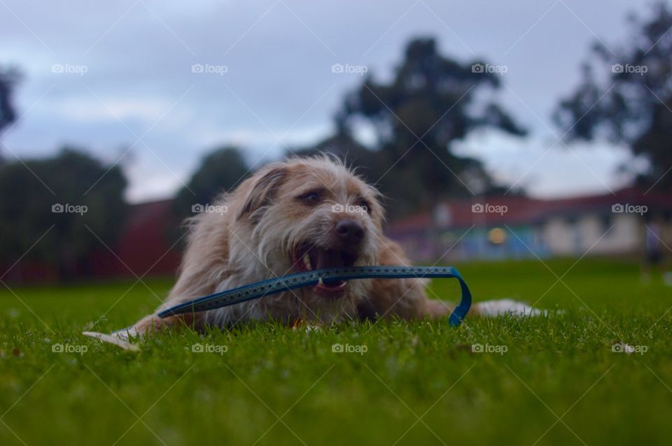 Cheeky pup 