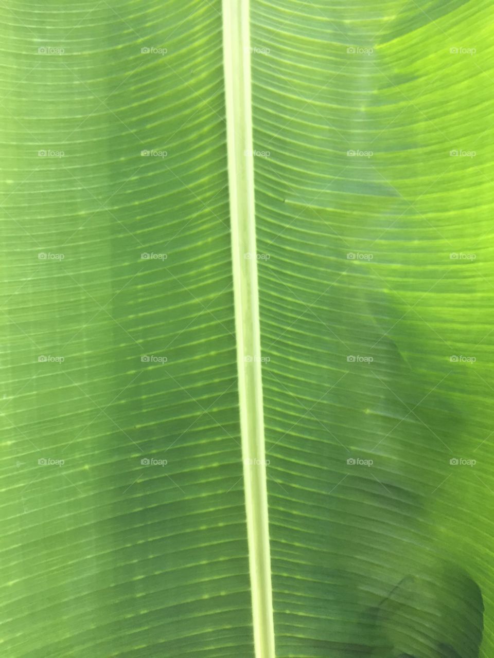 Banana leaf