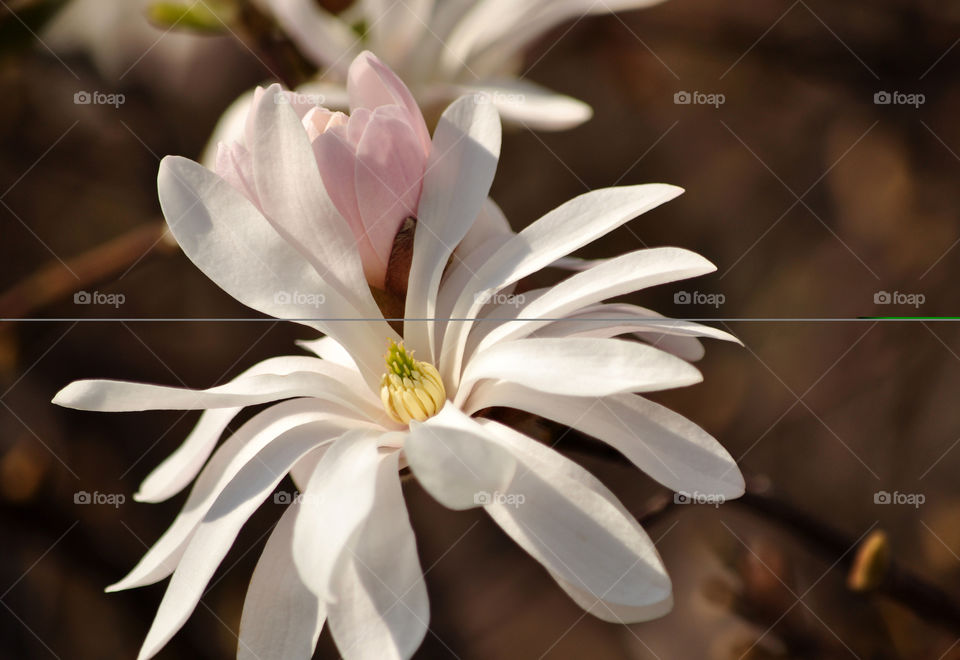 white magnolia flowers