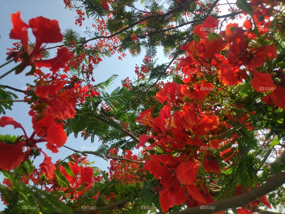 a beautiful image of gulmoher blooming flowers from Adilabad Telangana India
