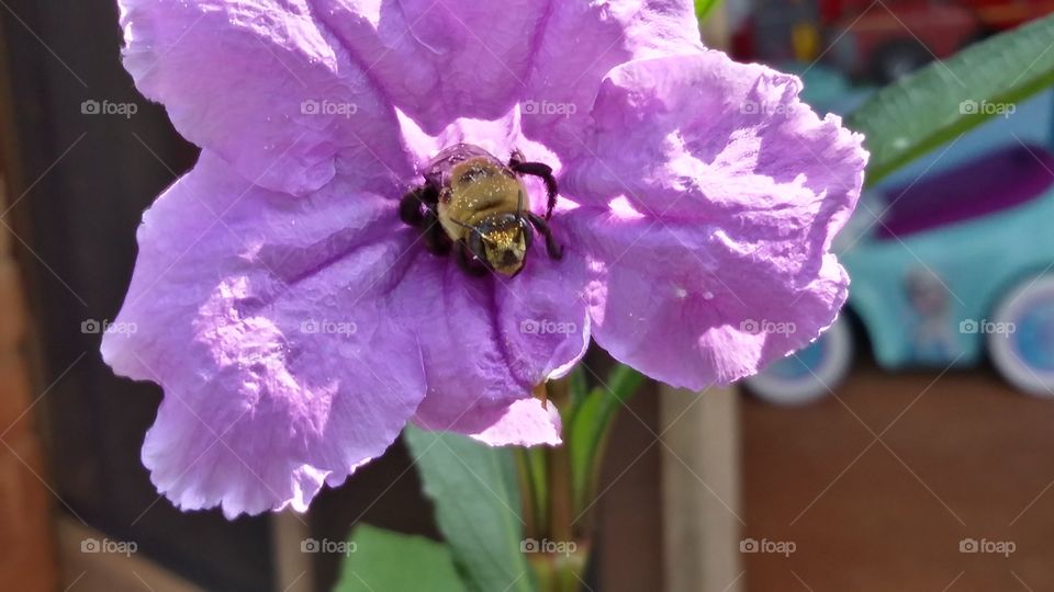 Buzzin in my Bluebell