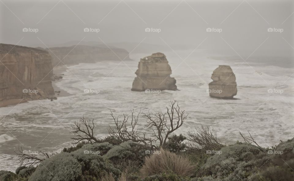 Misty ocean cliffs, dead branches
