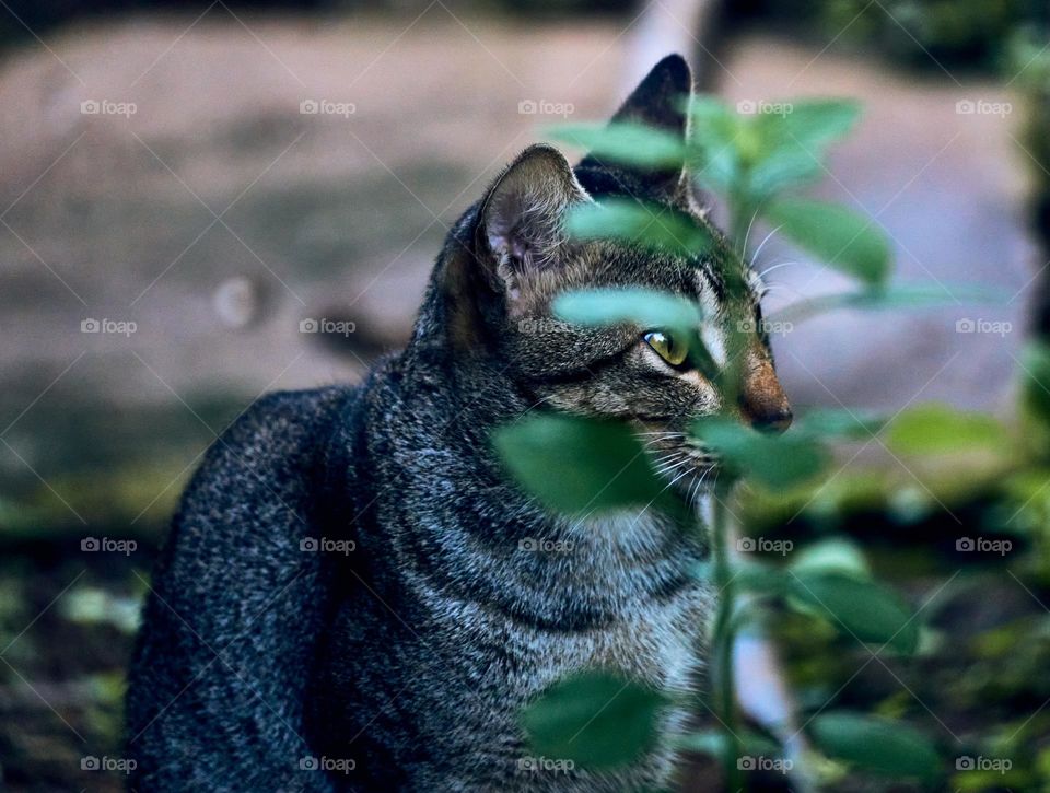 Domestic cat  - Egyptian mau