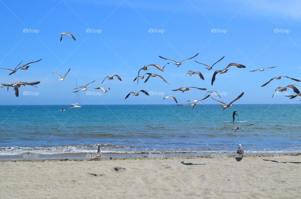 Anyone who has ever road tripped Californian coast knows how diverse it is. Especially if you start in Crescent City and explore many towns and vista points along the way. Seagulls of Californian coast.