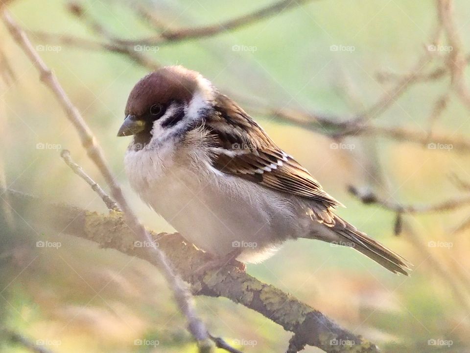 Sparrow