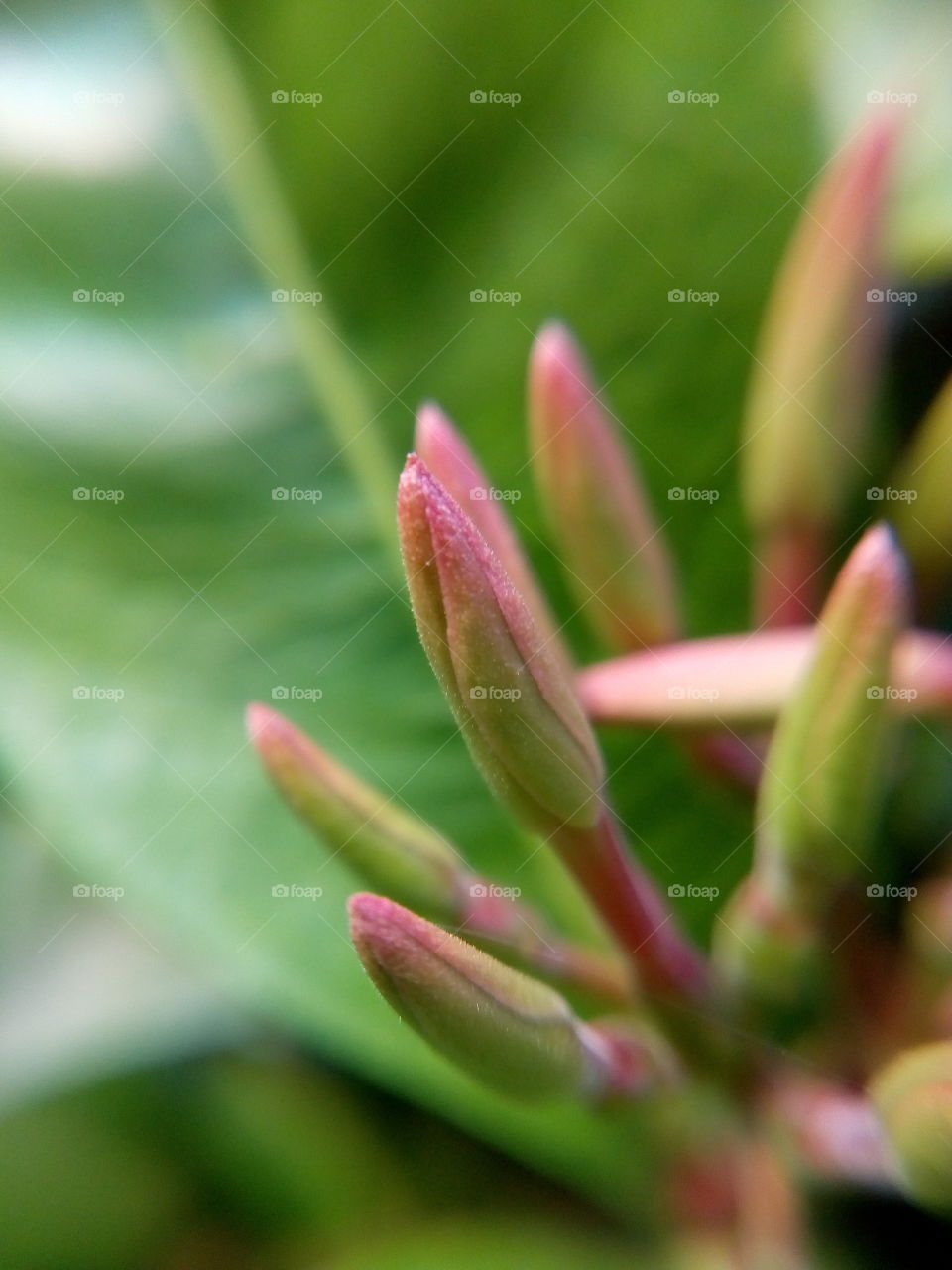 Flower Buds.