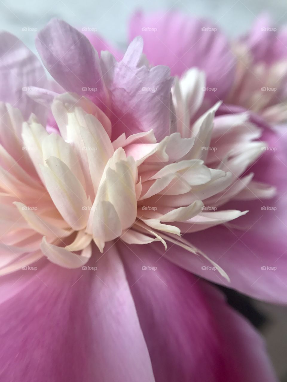 Pink peony 