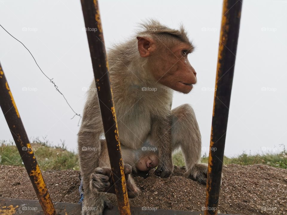 Angry Face of a monkey