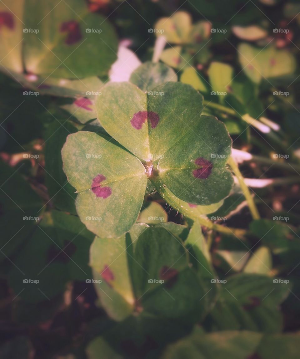 red heart spotted clover medick spring field heart shaped leaves pink green close up leaves St Patrick's day lucky