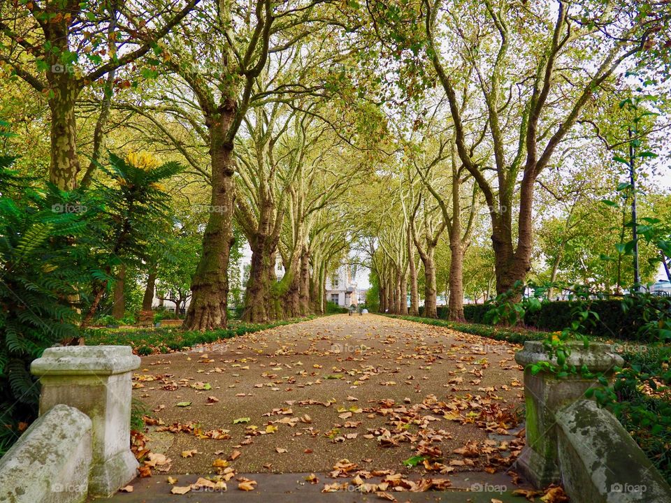 Beautiful lane of majestic trees on a fall day in London.