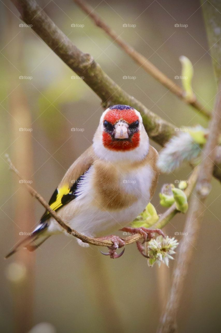 goldfinch, are you taking this picture or not ? 🤪