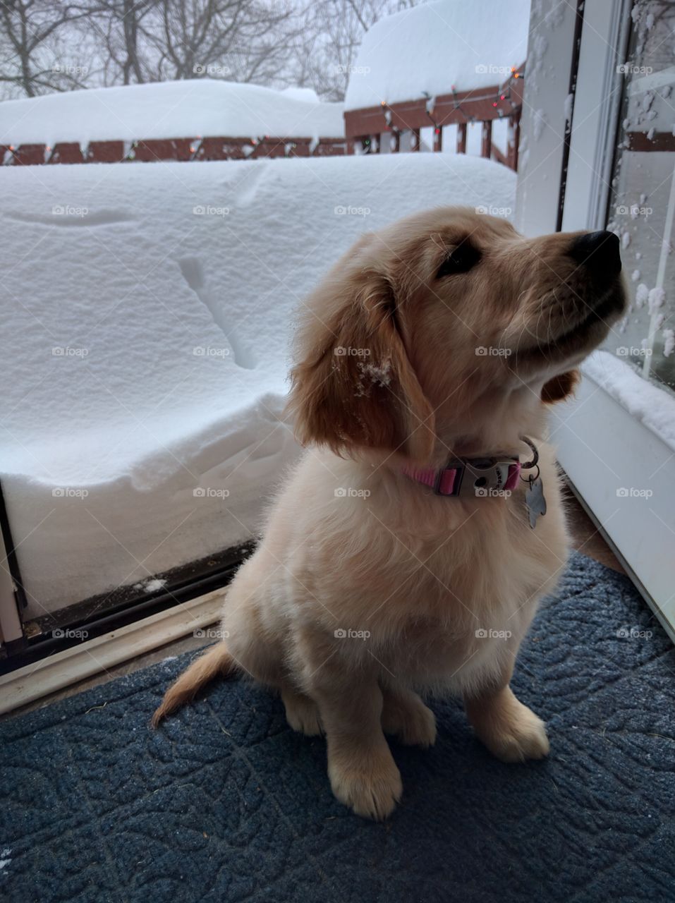Golden retriever puppy sitting in front of a snow drift.