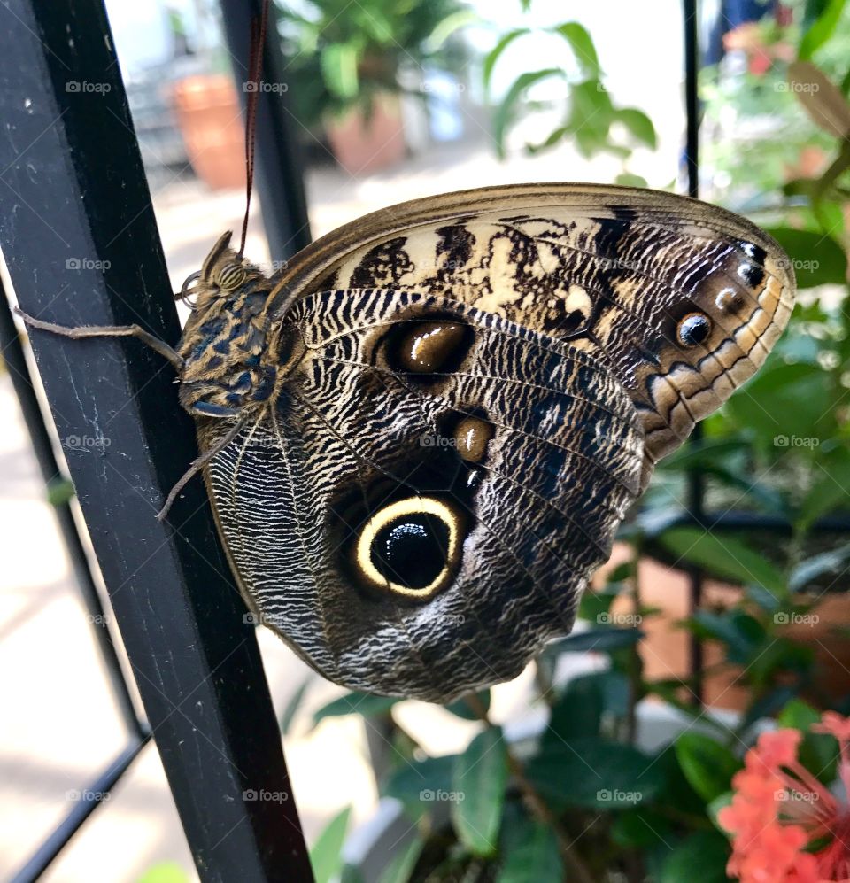 Butterfly on Gate