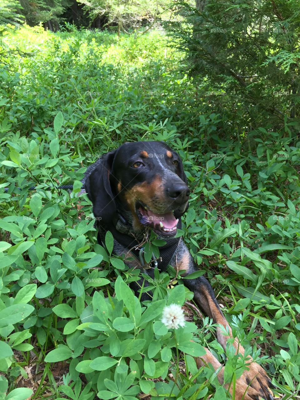 Resting in the shade 