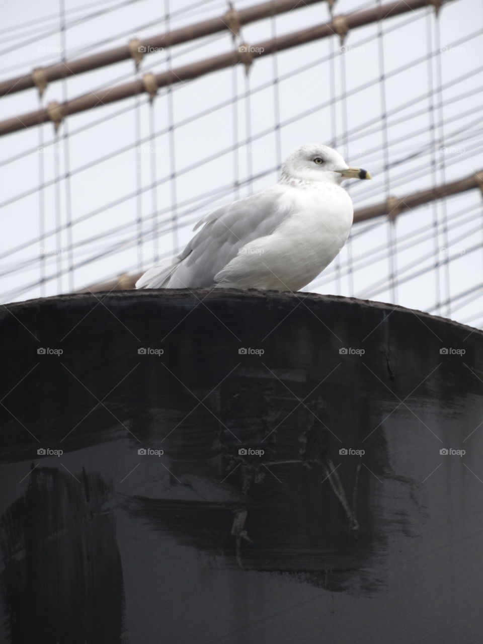 Brooklyn seagull