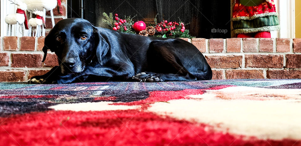 sleepy dog in front of fireplace waiting for Santa.